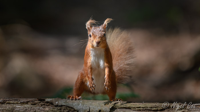 Brownsea 2019