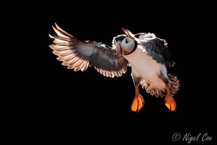 Skomer 2019