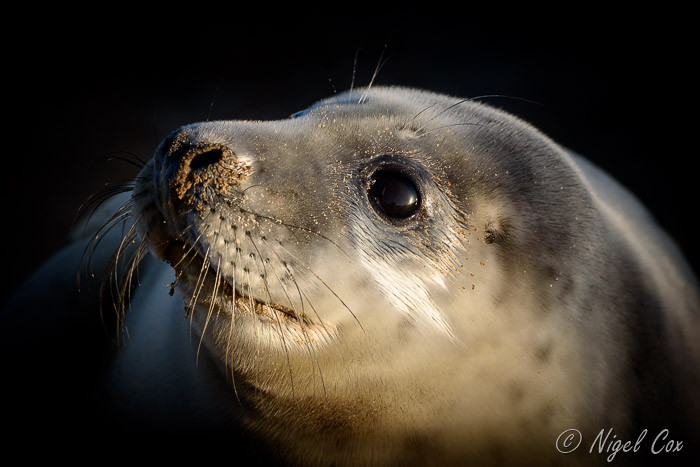 Donna Nook