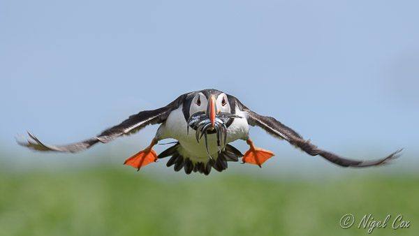 Farne Islands