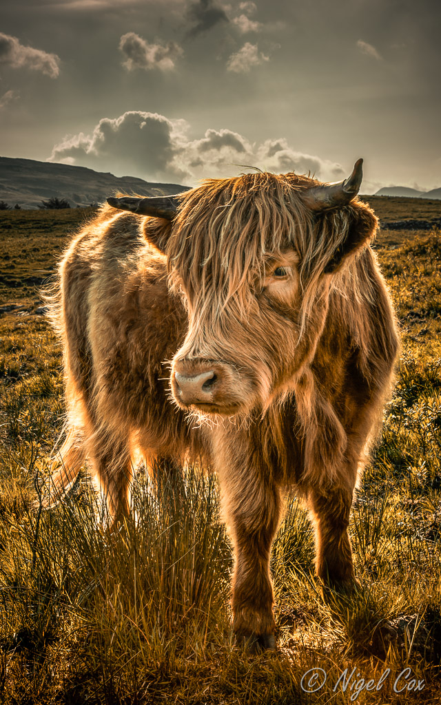 Highland Cow