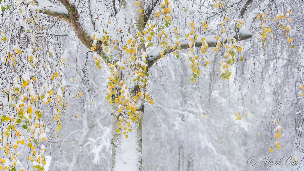 Autumn Meets Winter