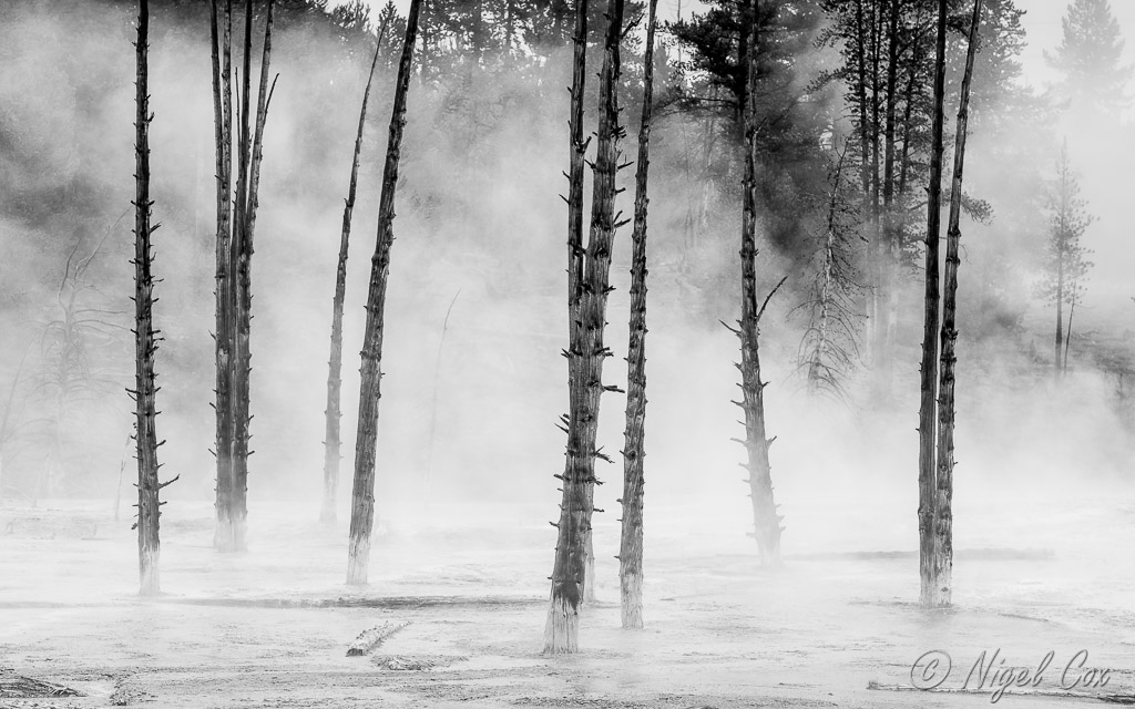 Trees in the Mist