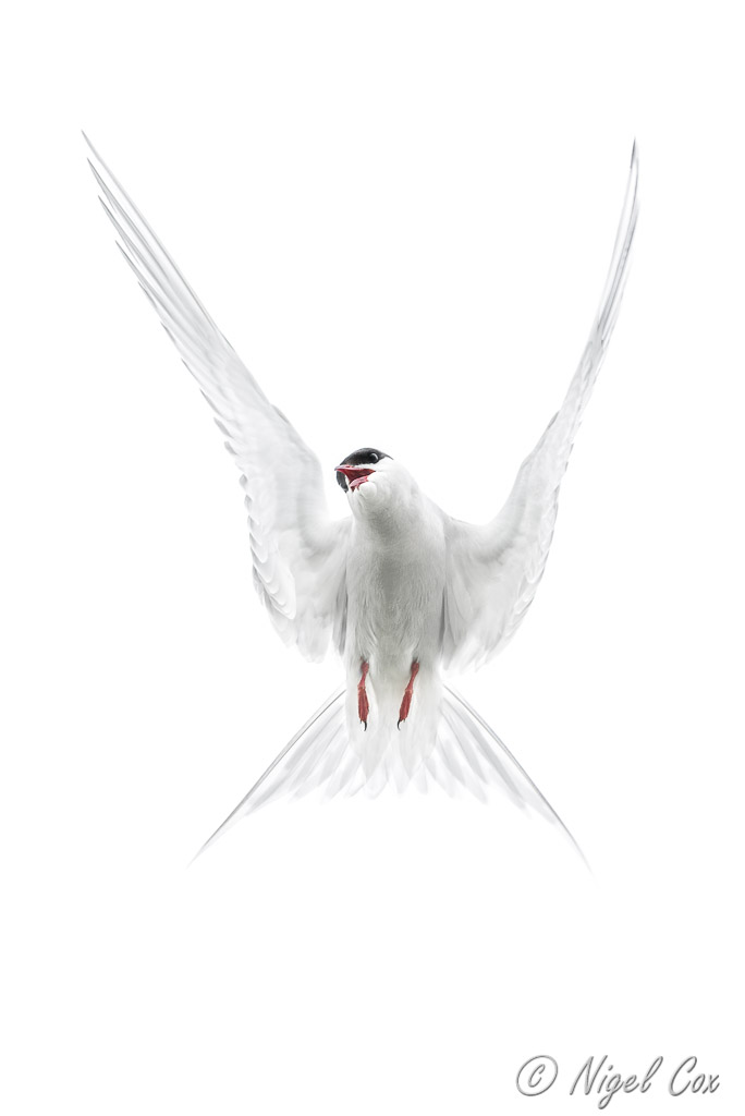 Arctic Tern