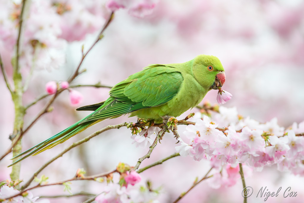 Stealing the Blossom