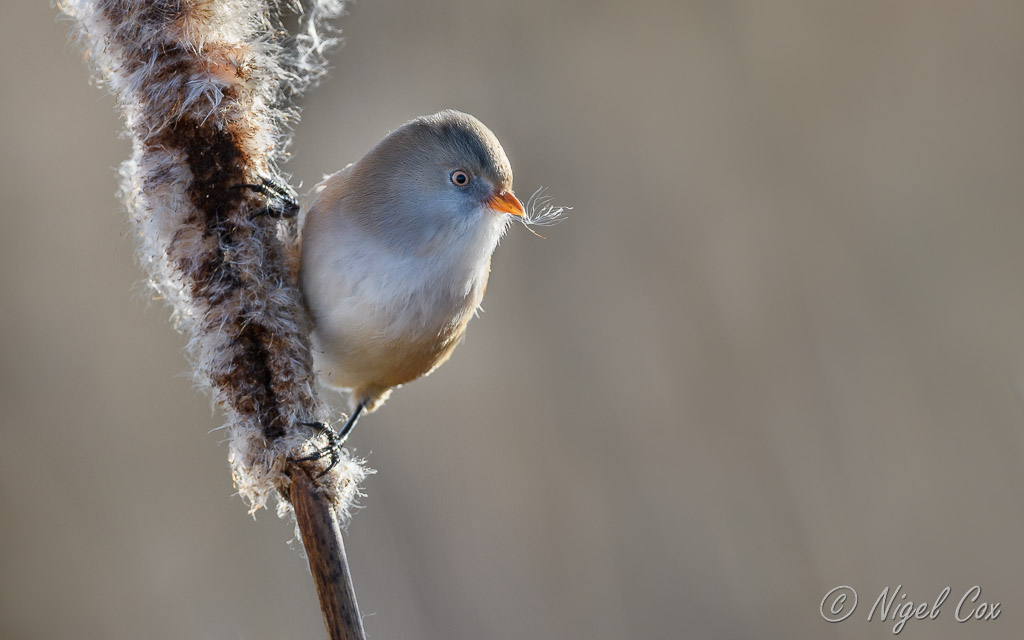 Female Bearded Reedling