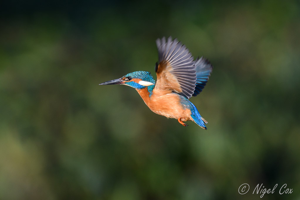 Hovering Kingfisher