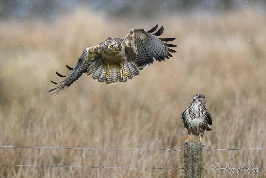 Two Buzzards