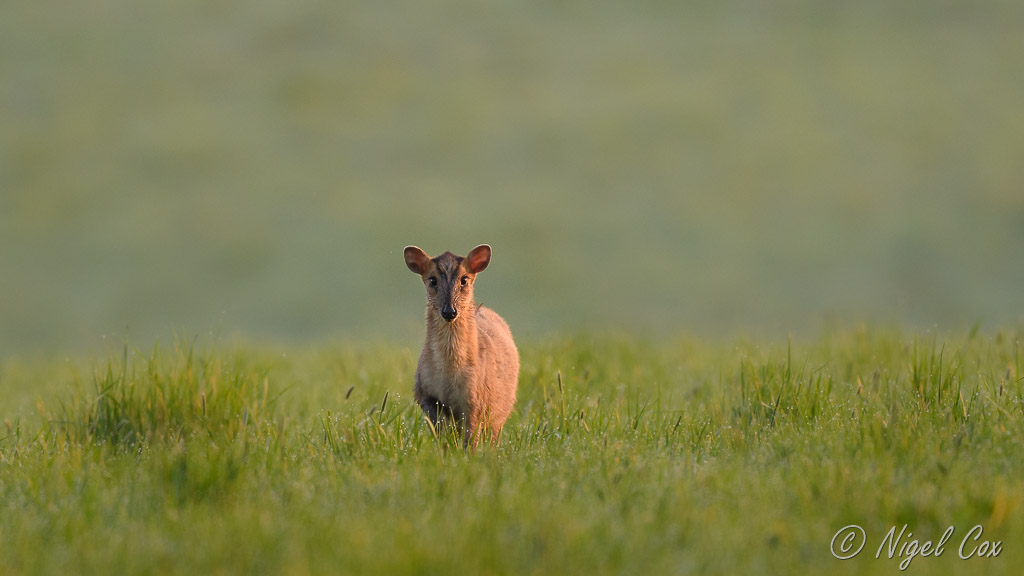 Alert Muntjac Deer