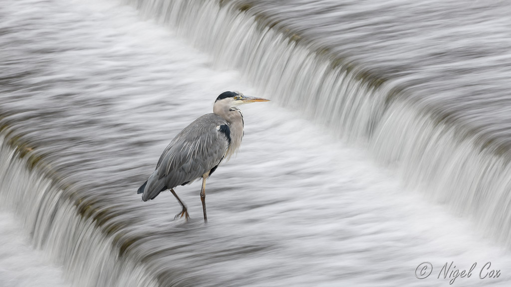 Heron on a Weir