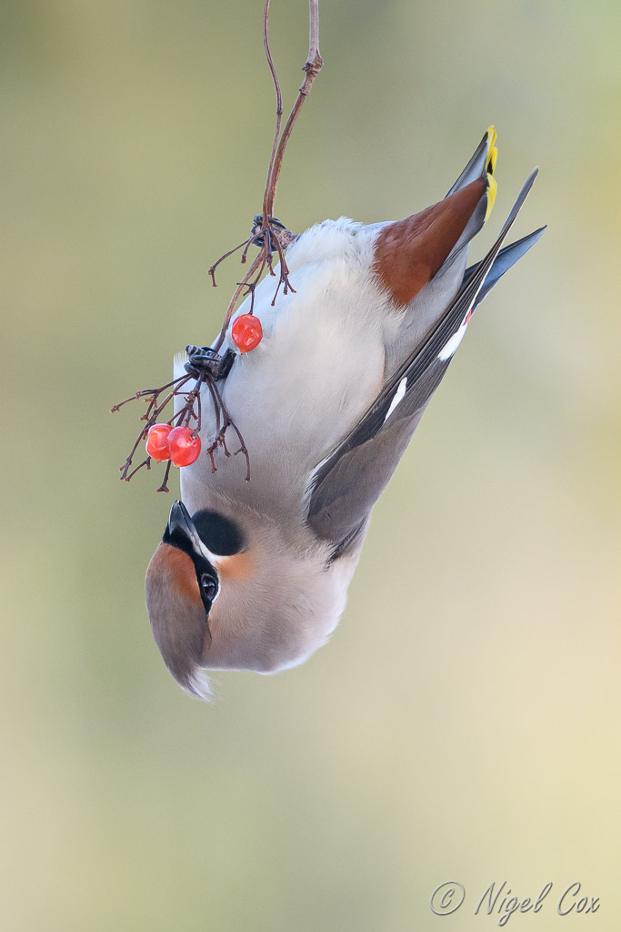 Waxwing Feeding on Berries