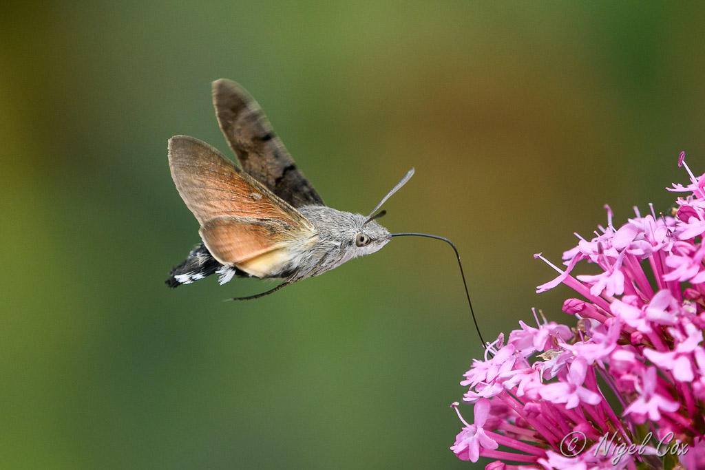 Hummingbird hawk-moth